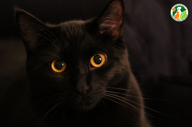 Từ điển động vật họ mèo mun